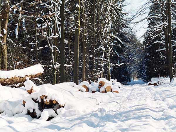 De Ardennen in de winter